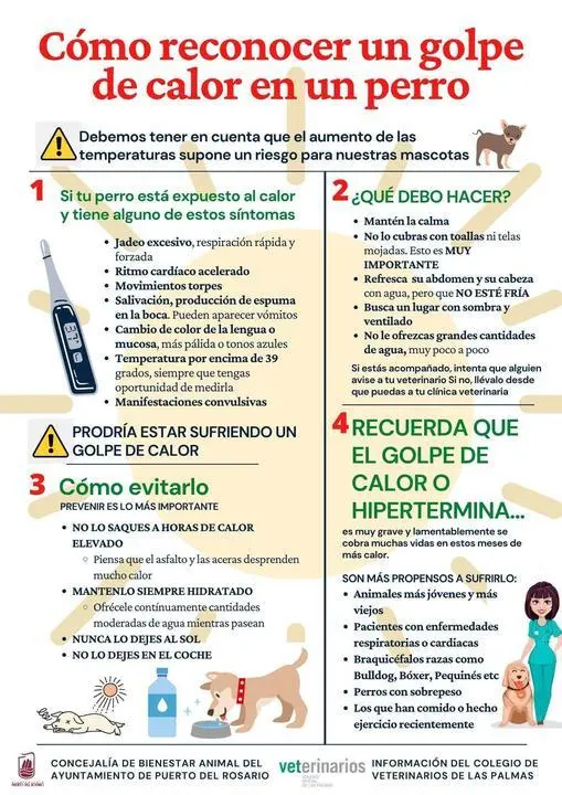 Puerto del Rosario lanza una campa&ntilde;a para recordar la importancia de proteger a las mascotas de los golpes de calor