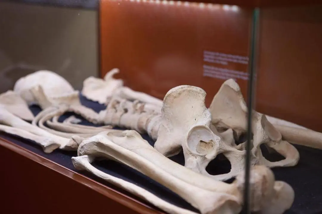 Huesos Museo de Arqueolog&iacute;a