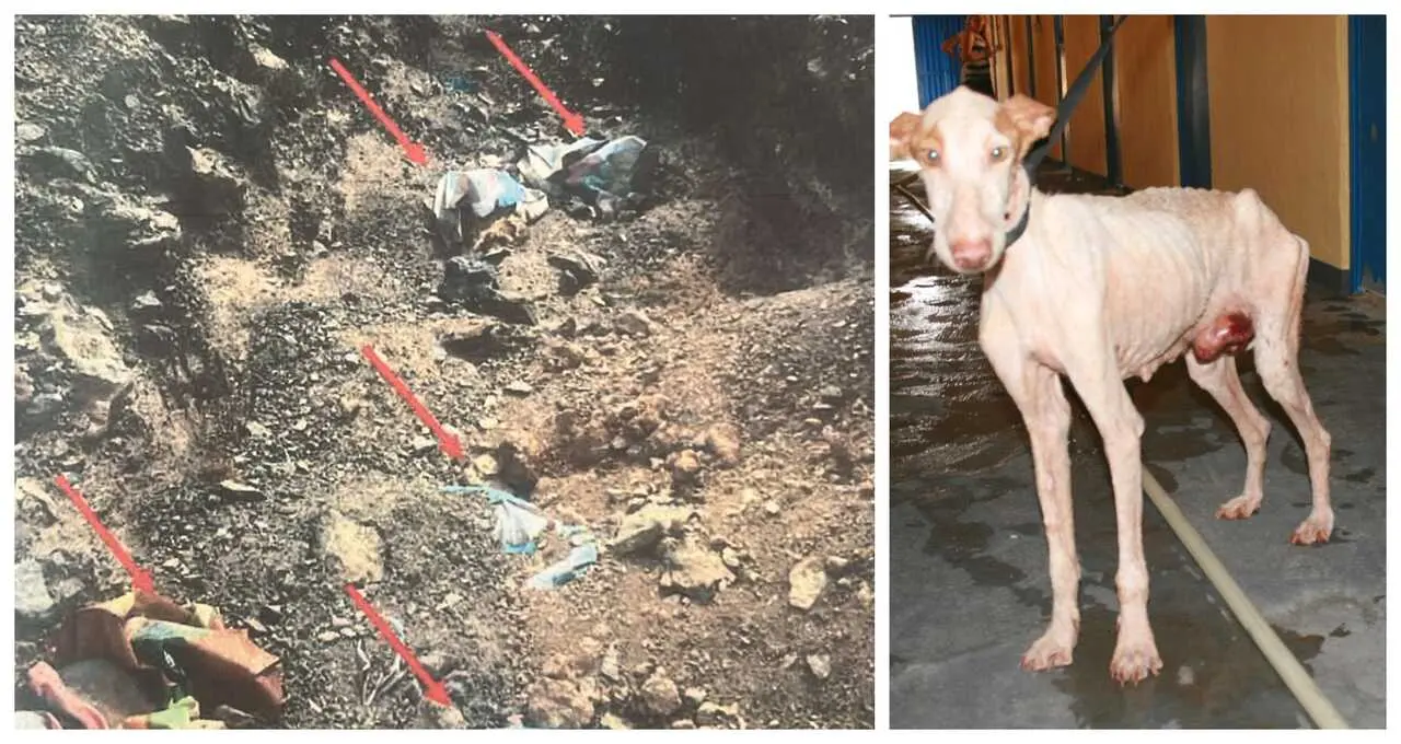 Fosa com&uacute;n y perro rescatado