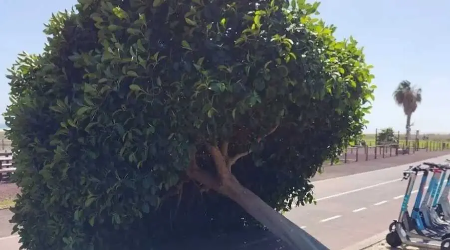 Arbol ca&iacute;do en Morro Jable tras el paso de una borrasca