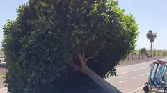 Arbol ca&iacute;do en Morro Jable tras el paso de una borrasca