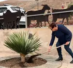 Juliana Planta el drago