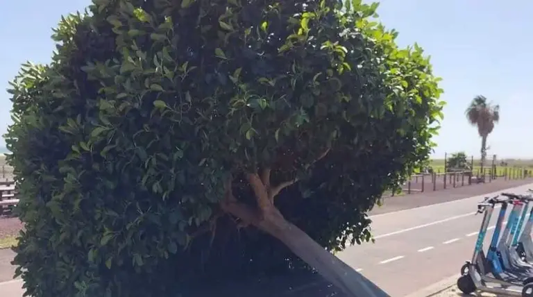 Arbol ca&iacute;do en Morro Jable tras el paso de una borrasca