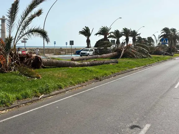 PALMERAS CAIDAS MORRO