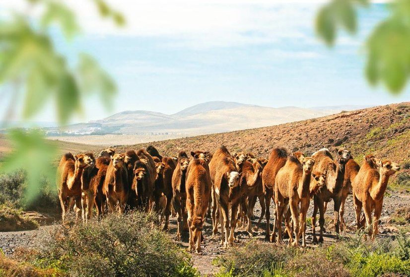 camellos oasis wildlife