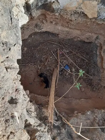 Perro en un pozo en Lajares