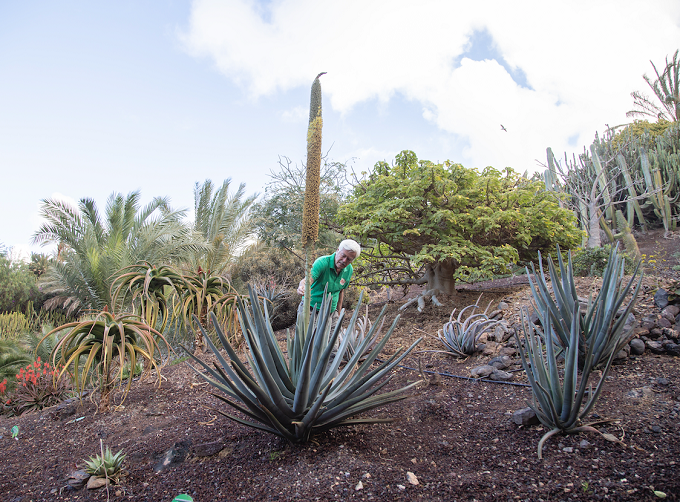 Aloe Zuzannae el milagro del botánico