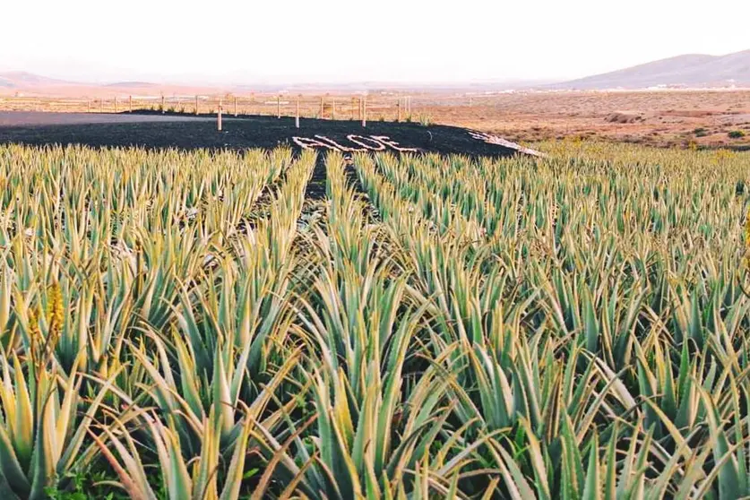 30 junio 2021 ALOE VERA