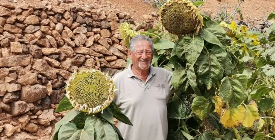 Carlos Chiara y un girasol gigante