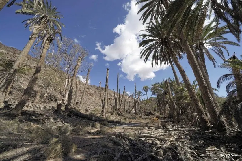 Palmeras en La Madre del Agua. Por J.F. Olivares