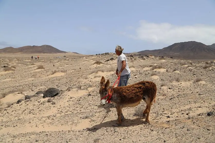 Burro rescatado de Jandia