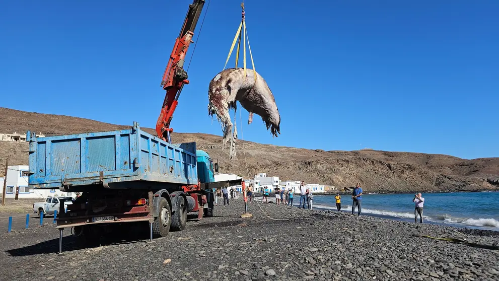 Retirada del cetaceo varado en pozo negro (1) (1)