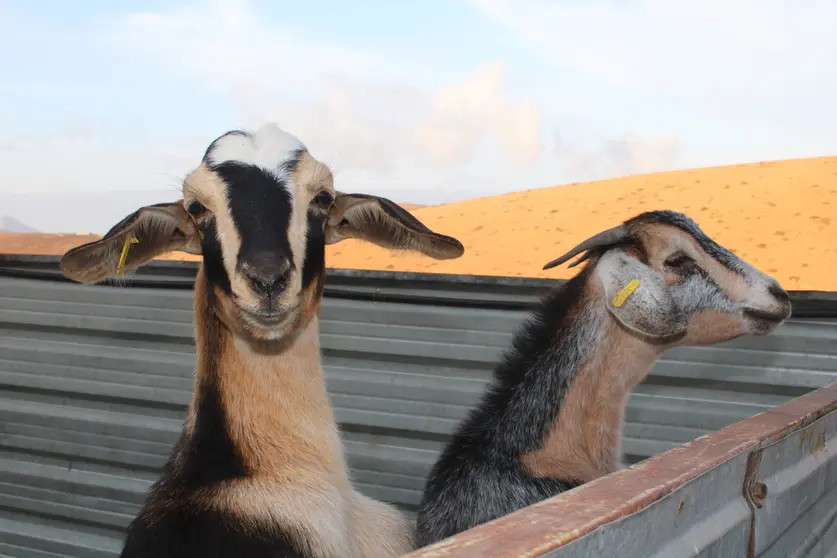 Cabras de Asociacion de Criadores de Cabra de Fuerteventura