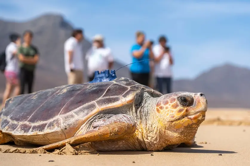 tortuga liberada en Cofete