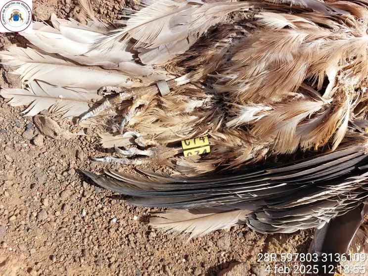 Colisión de aves protegidas con tendido eléctrico 1