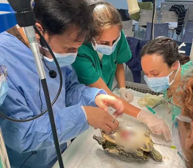Veterinarios Las Palmas