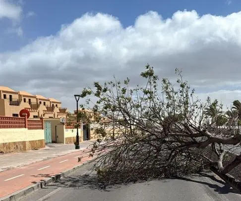 La Oliva