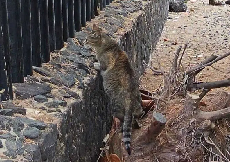 Gato de Colonia