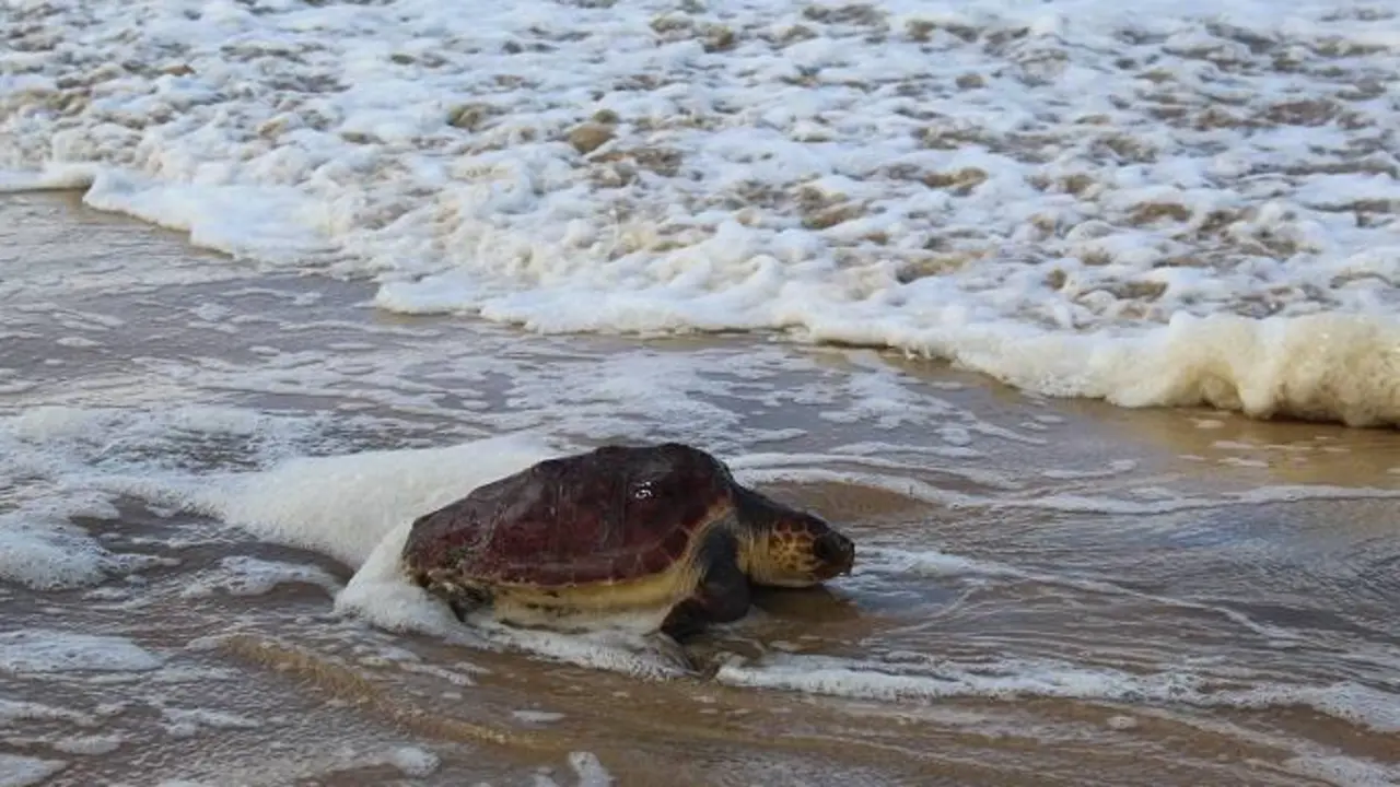 tortuga-ajuy-pix