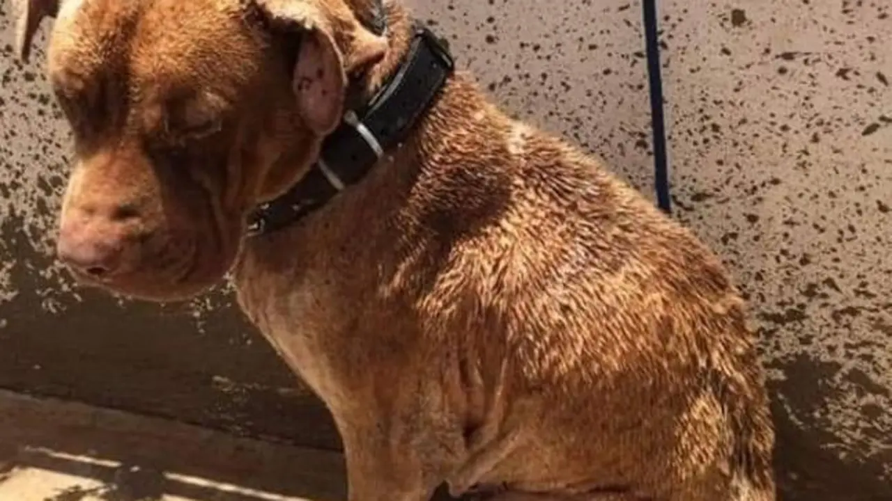 Urko perro maltratado