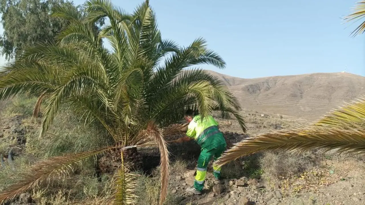 Palmeral Tarajal de Sancho (2) (1)