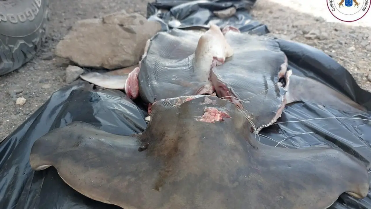 TIBUR&Oacute;N
