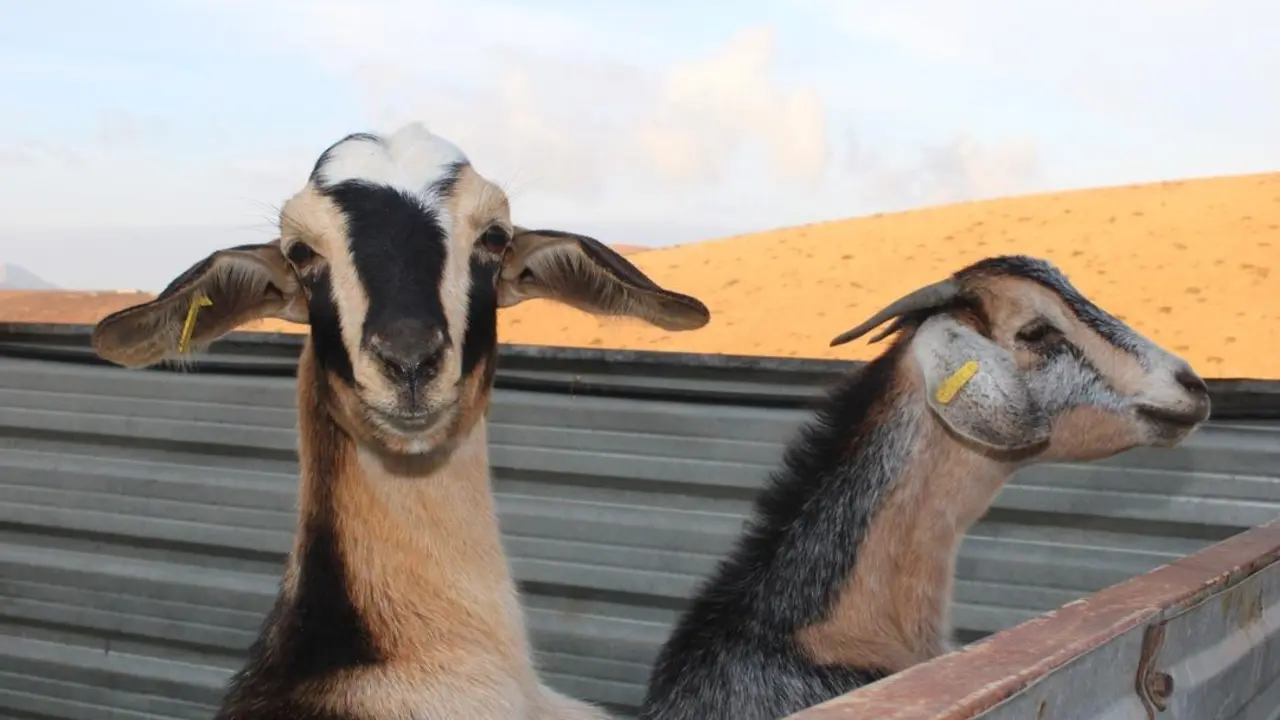 Cabras de Asociacion de Criadores de Cabra de Fuerteventura