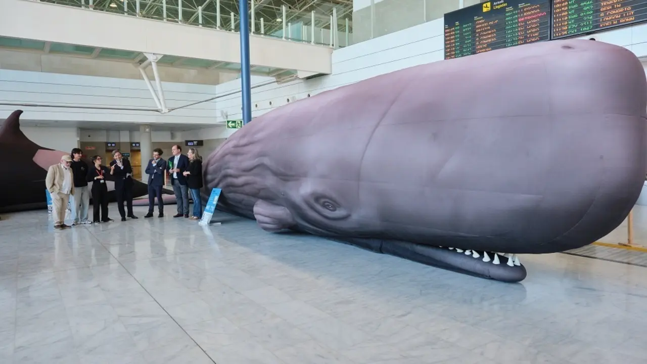 Grandes cet&aacute;ceos en el aeropuerto