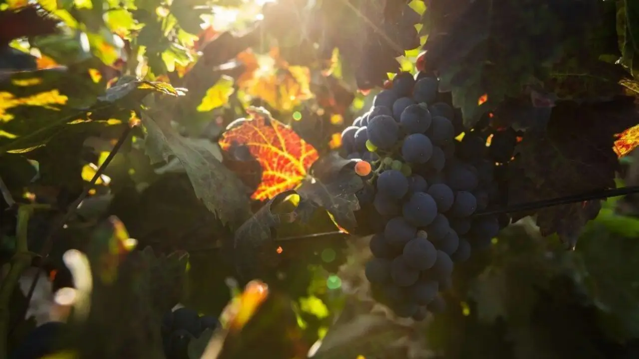 imagen bodega Conatus
