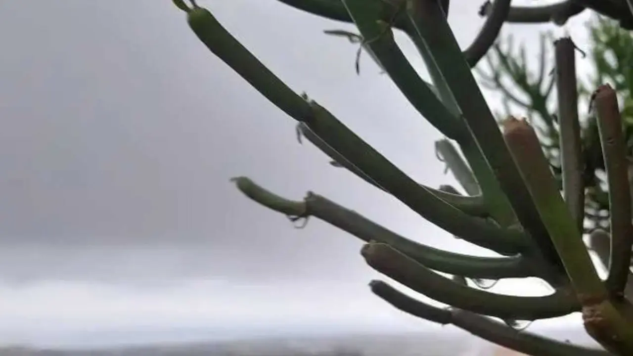 lluvias