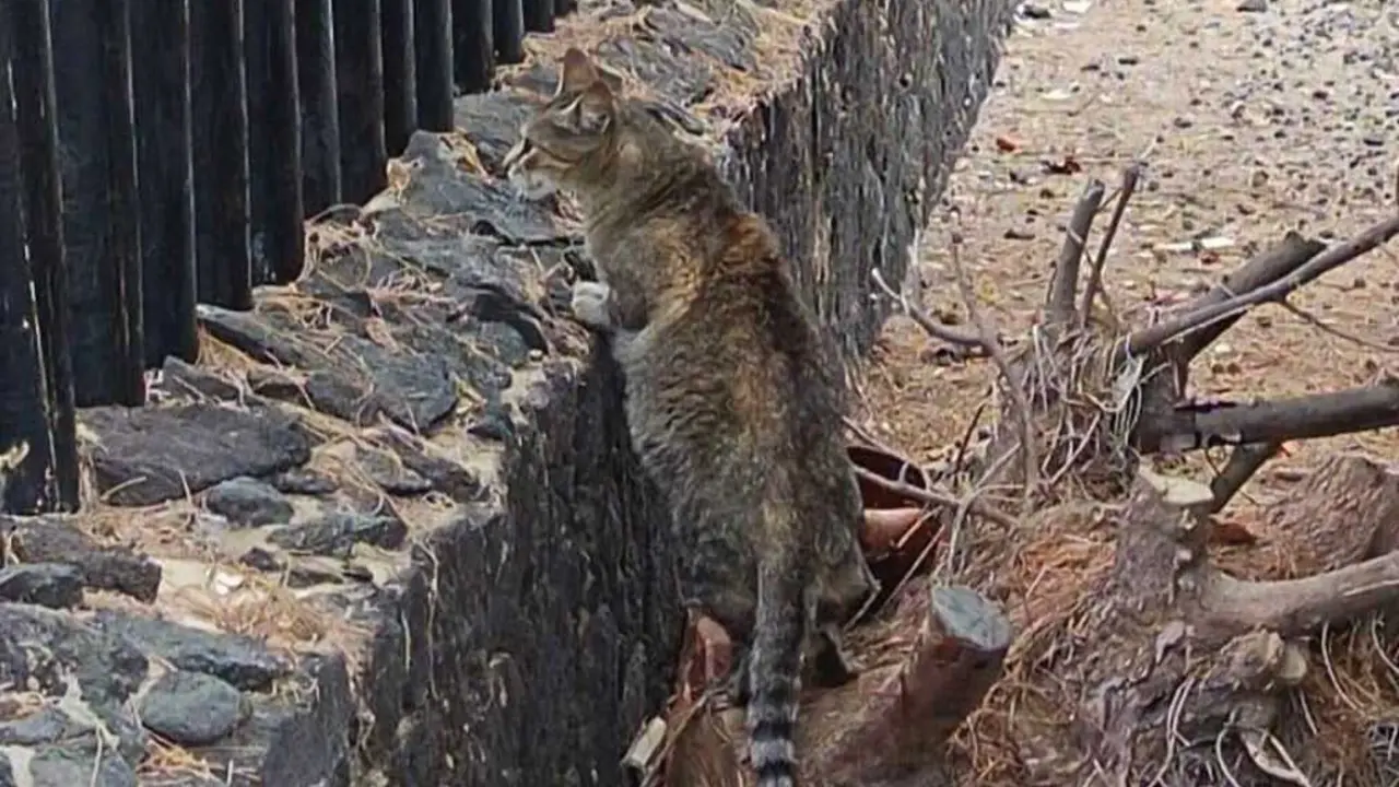 Gato de Colonia
