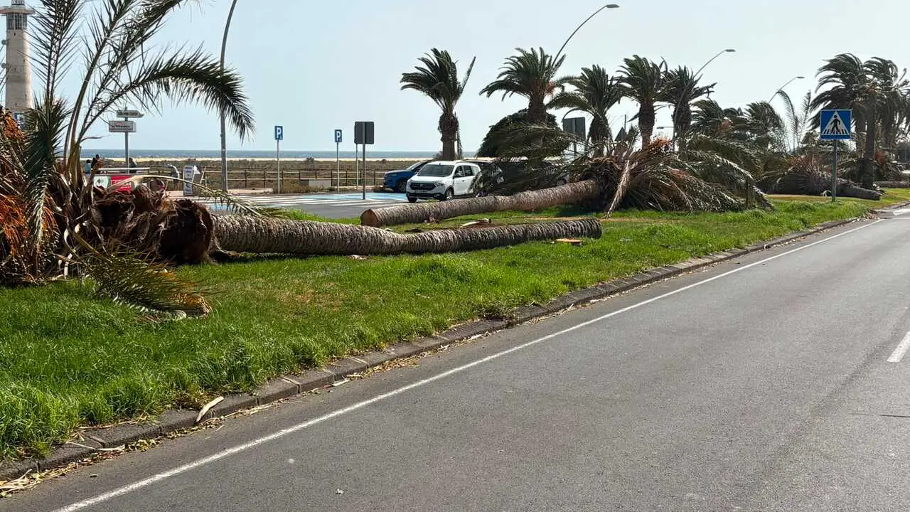 PALMERAS CAIDAS MORRO