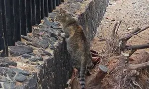 Gato de Colonia