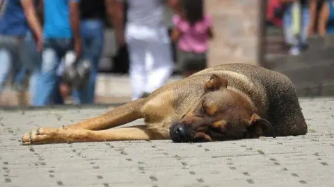 dog-2399764_640
