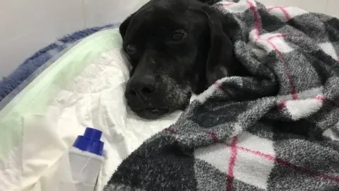 Perro Noel