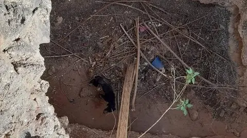 Perro en un pozo en Lajares