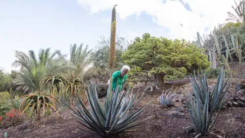Aloe Zuzannae el milagro del botánico