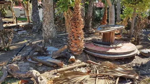 Palmeral de Costa Calma