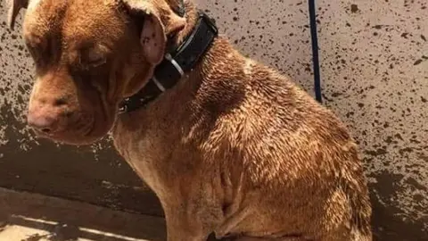Urko perro maltratado