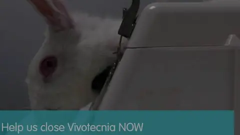 Animalistas contra el sufrimiento de animales en investigación