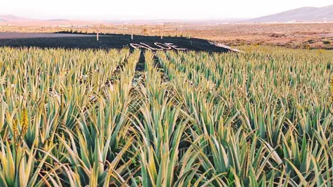 30 junio 2021 ALOE VERA