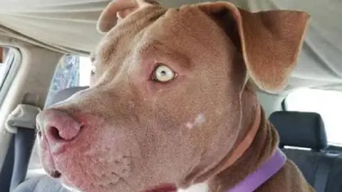 Blue, perro incautado