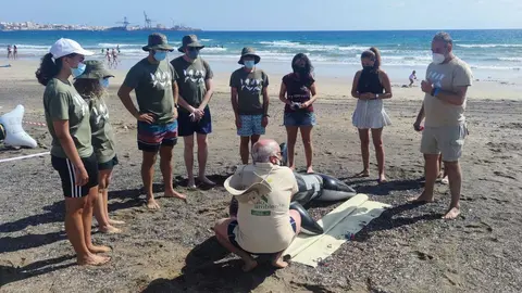 Avanfuer realiza un taller de asistencia y primeros auxilios de cetáceos varados  en la isla