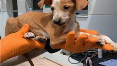 Ejemplar de los 90 podencos de Mogán