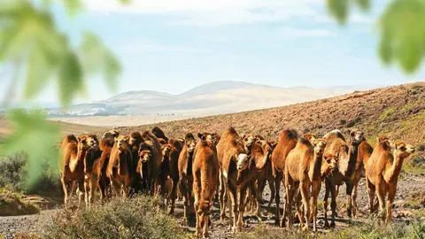camellos oasis wildlife