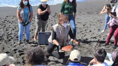 26 enero 2022 tortuga 2 (1)