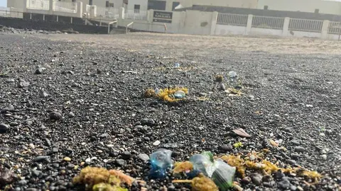 CARABELA PORTUGUESA MEDUSA PLAYA BLANCA