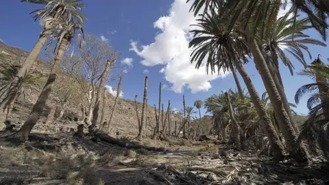 Palmeras en La Madre del Agua. Por J.F. Olivares