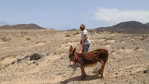 Burro rescatado de Jandia