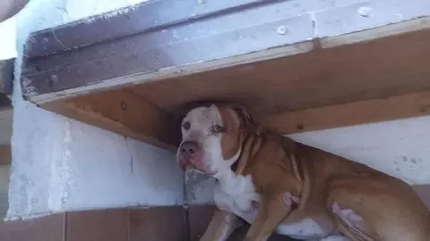 Perseo, perro sacrificado